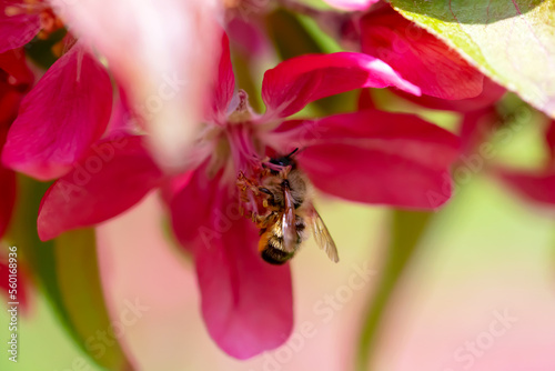 A bee hanging on the stamens of a flower close-up