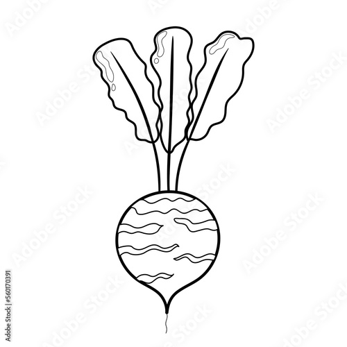 Black and white beetroot isolated on white background. Linear radish or beet vegetable for coloring book. Organic healthy food clipart in cartoon style. Vector illustration