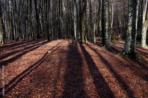 Sunlight shining trough the forest and trees. Sunny day in forest, woodlands. Nature wallpaper