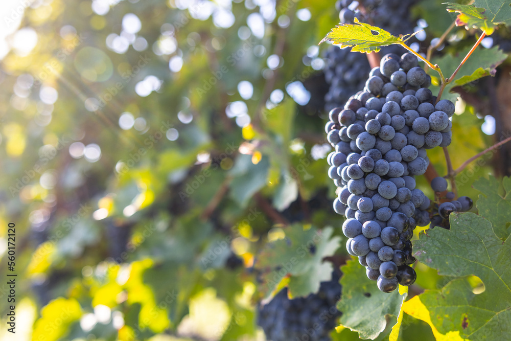 Bunches of Cabernet sauvignon grapes ripened before harvest