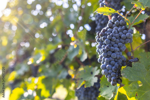 Bunches of Cabernet sauvignon grapes ripened before harvest photo