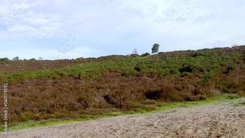 Panarama of Frensham Ponds in Surrey photo