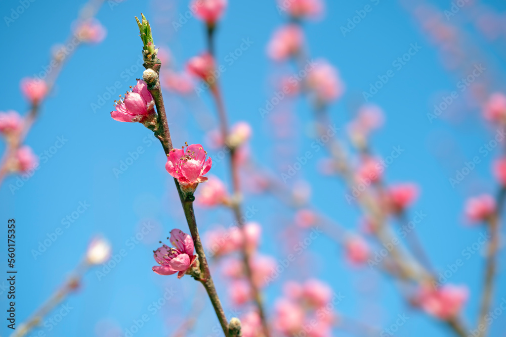 Pink peach tree blossom on branch against blue sky Pink peach tree blossom on branch against blue sky