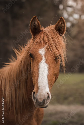 A beautiful horses on the paddock at the horse farm. A foal on the farm, a beautiful little horse, brown in color. Stable with driving lessons.