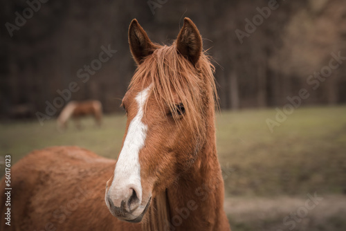 A beautiful horses on the paddock at the horse farm. A foal on the farm, a beautiful little horse, brown in color. Stable with driving lessons. © PeterG