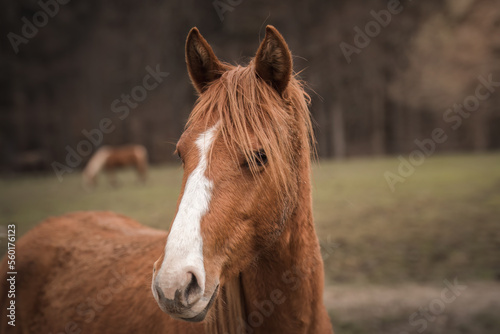 A beautiful horses on the paddock at the horse farm. A foal on the farm, a beautiful little horse, brown in color. Stable with driving lessons.