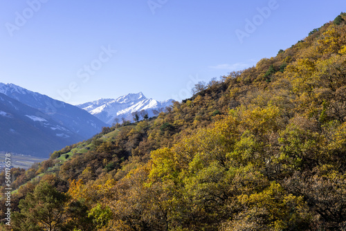 harvest forest trees with snowy mountains in background