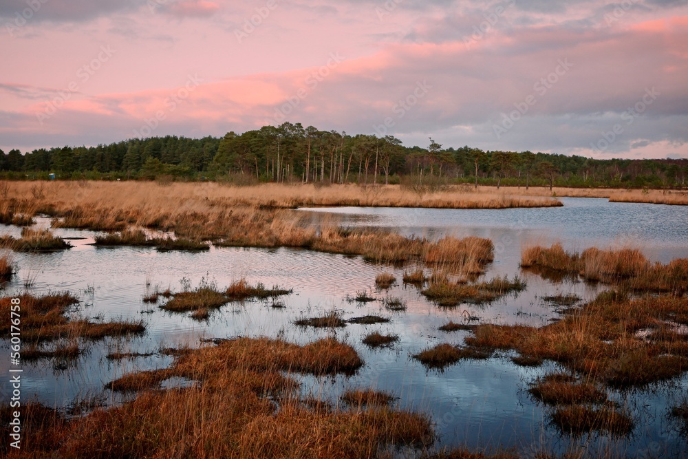 Obraz premium Pudmore Pond on Thursley Common, Surrey, UK.