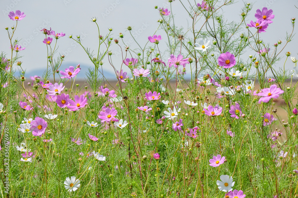 Fototapeta premium flowers in the field