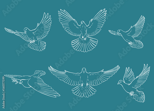 Set of dove outline. Line art style isolated. Hand drawn vector illustration.