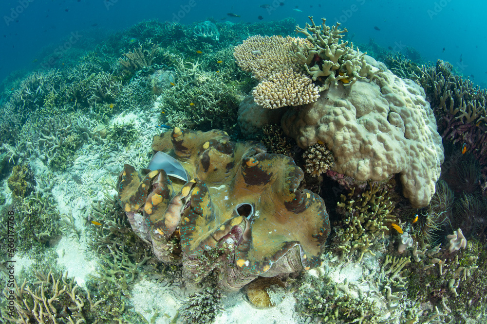 A massive giant clam, Tridacna gigas, grows on a healthy reef in the ...