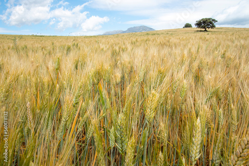 Scenic wheat field in hilly valley against cloudy sky photo