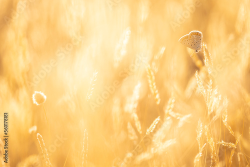 Polyommatus icarus butterfly sitting on wheat spikelet at sunset photo