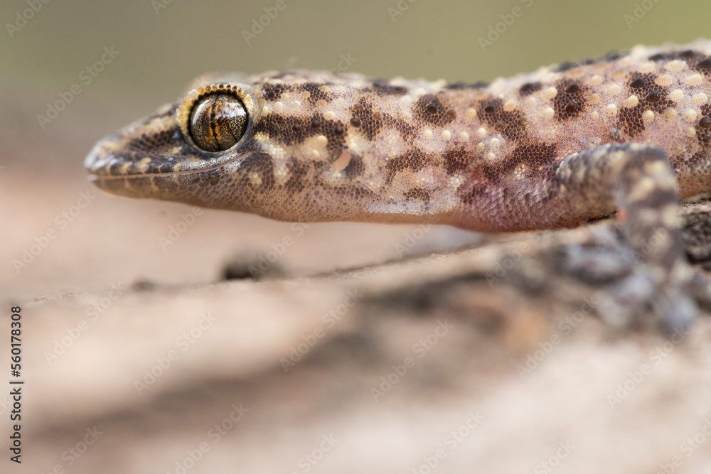 Small lizard crawling on rough ground Small lizard crawling on rough ground