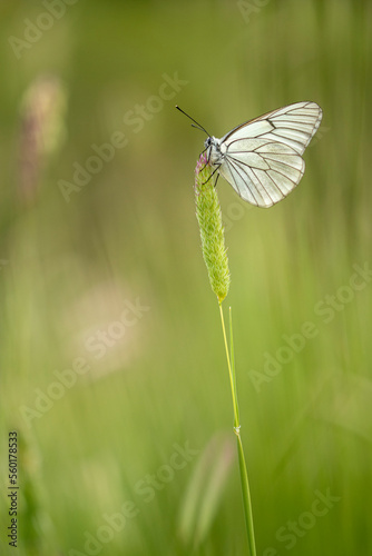 White butterfly sitting on green grass