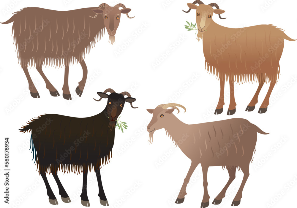 Naklejka premium Goats eating an olive branch. Vector illustration.
