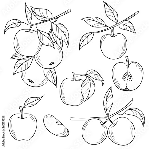 Line art apple vector illustration