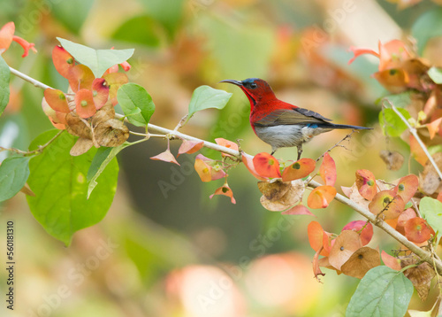 Crimson Sunbird