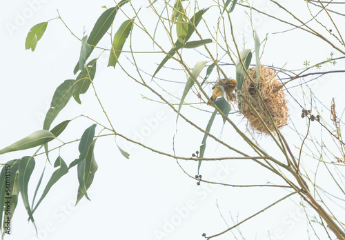 Asian Golden Weaver