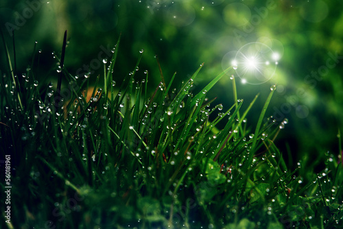 juicy juicy green grass in a meadow with drops of water dew in the morning light in spring summer outdoors close-up macro