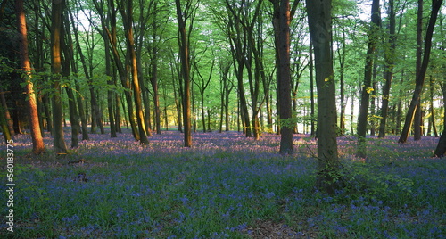 Bluebell wood © Rob