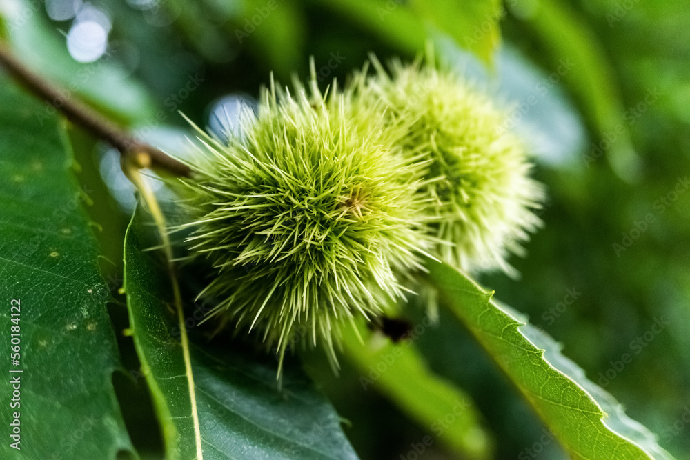 In autumn the delicious chestnuts ripen, which are protected by a pointed shell on the tree. In autumn the delicious chestnuts ripen, which are protected by a pointed shell on the tree.