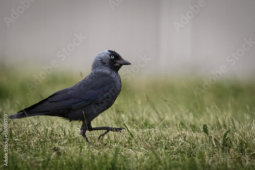 blackbird on a grass