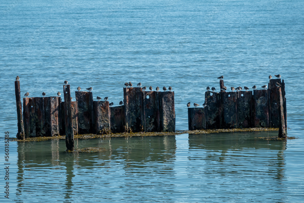 turnstones perched on skeletal remains of old pier at Keyhaven and Lymington nature reserve Hampshire England turnstones perched on skeletal remains of old pier at Keyhaven and Lymington nature reserve Hampshire England