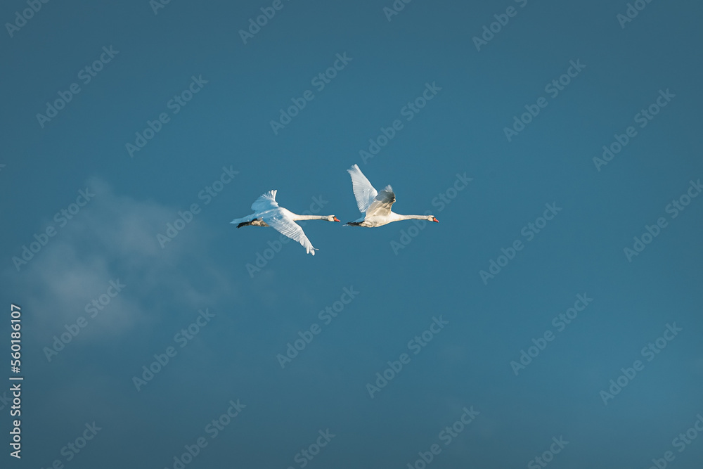 Swans migrating to south from Latvia in nordic Europe. Majestyc wing span with vibrant blue sky in background. Swans migrating to south from Latvia in nordic Europe. Majestyc wing span with vibrant blue sky in background.