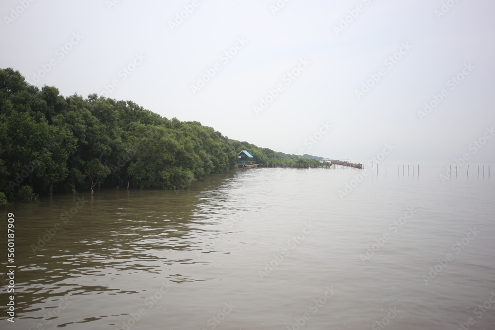 nobody no person on wetlands , beach , mangrove forest area with tree and rain clouds sky background 