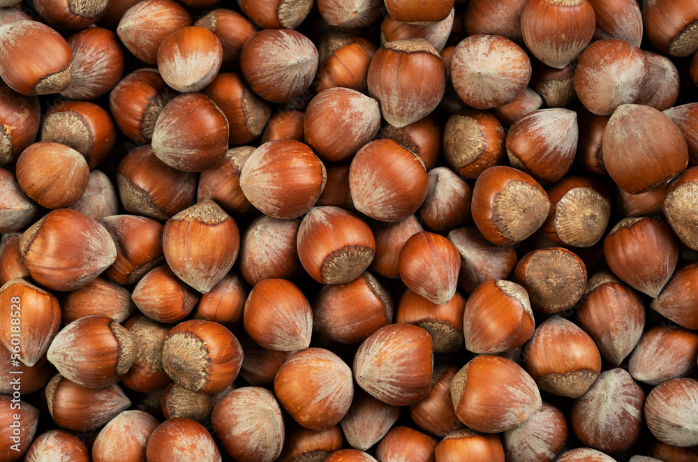 Close up top view photo of shelled raw hazelnuts. Close up top view photo of shelled raw hazelnuts.