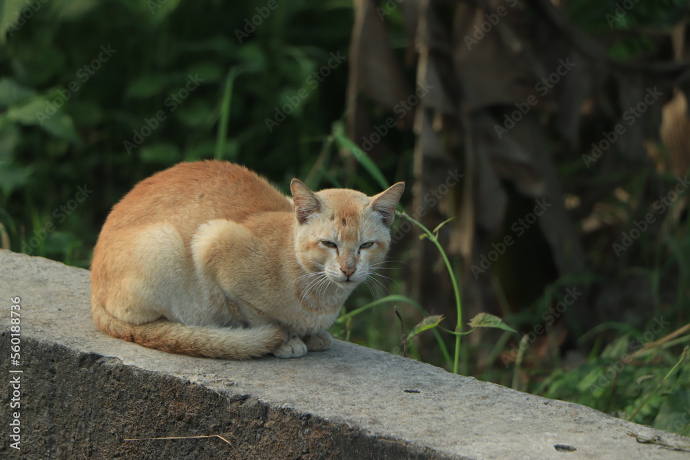 Obraz premium Brown street cat ready to hunt looking to the camera