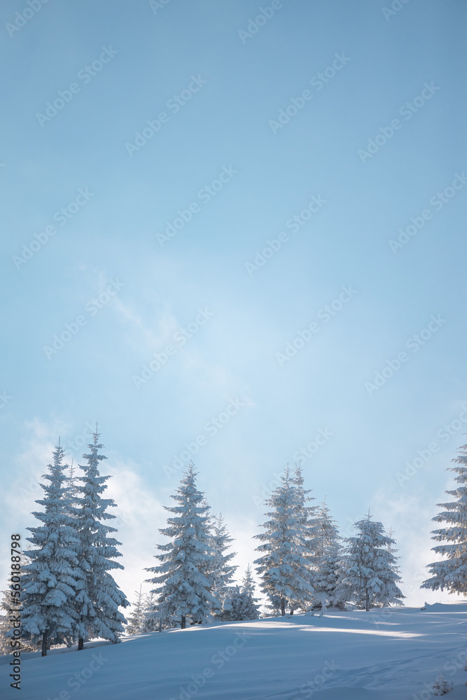 coniferous trees covered with snow during sunset