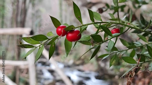 Wild Ruscus Aculeatus, aka butcher's broom, with big red berries growing by a stream in a forest, waving with the breeze. Close-up, real time. photo