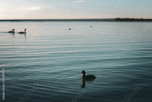 wild birds in the salt lake of patagonia argentina