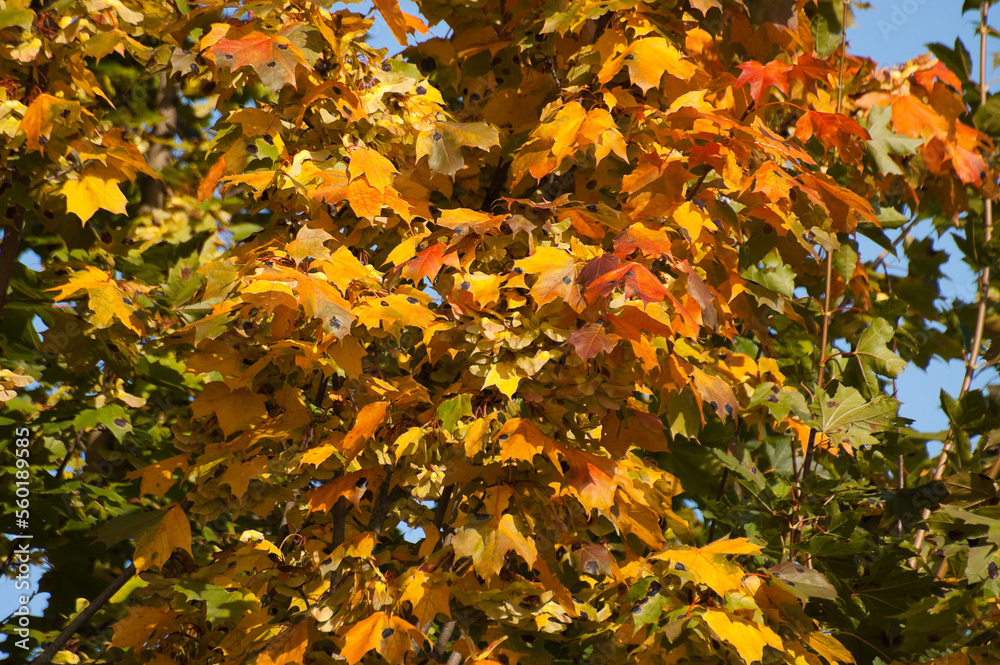 autumn background, yellow and red autumn leaves in the photo close-up autumn background, yellow and red autumn leaves in the photo close-up