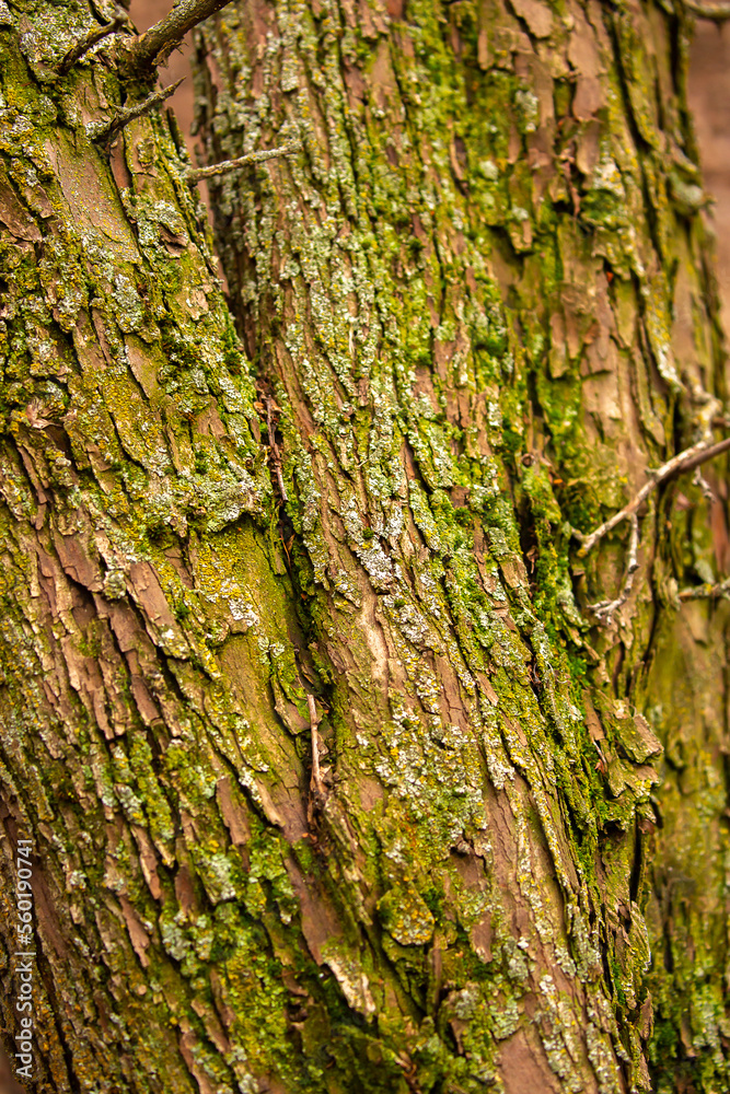 Moss on the bark of a tree. Beautiful macro background surface texture of green moss and mushrooms in the forest. Moss on the bark of a tree. Beautiful macro background surface texture of green moss and mushrooms in the forest.