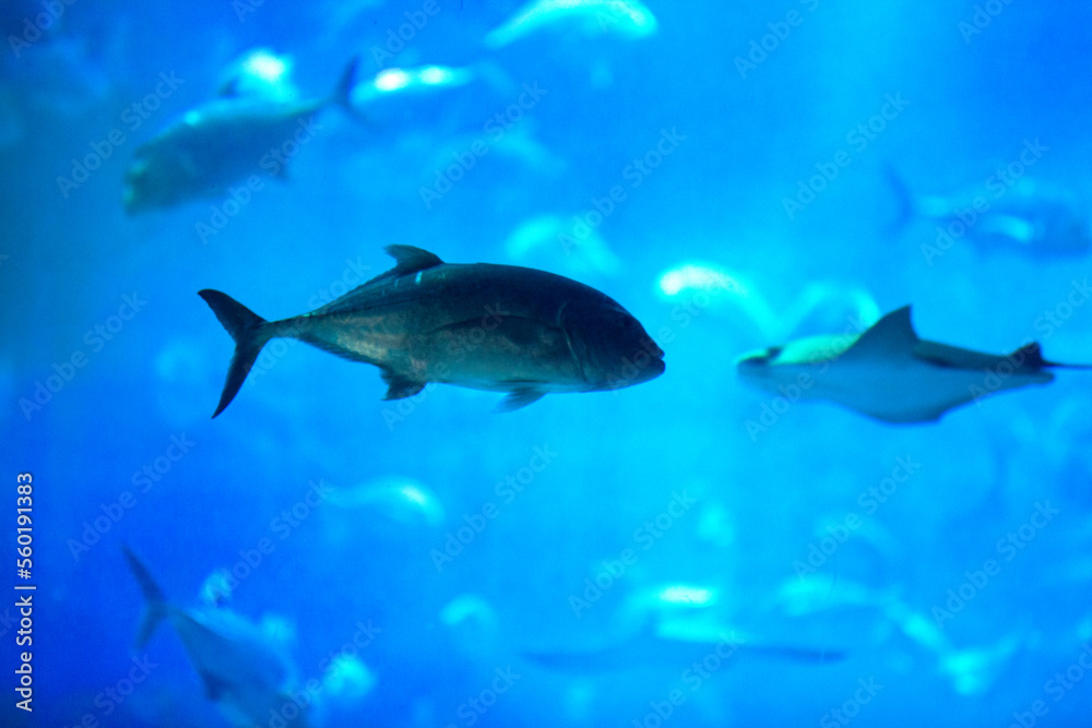Tropical fishes in a giant aquarium