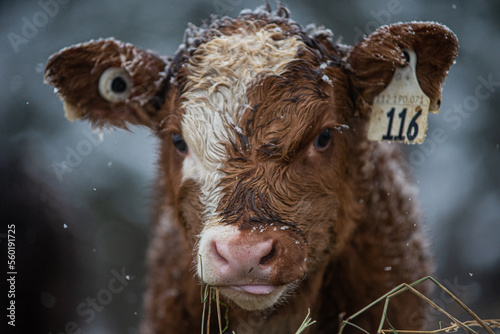 Wallpaper Mural Close up on a young simmental calf Torontodigital.ca