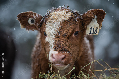 Close up on a young simmental calf photo