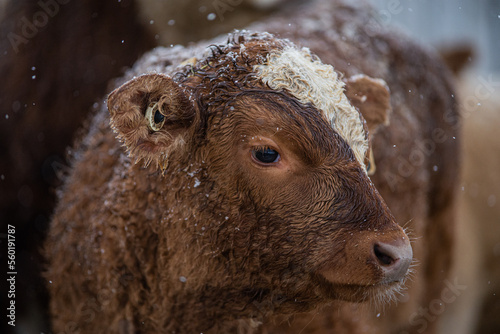 Close up on a young simmental calf photo