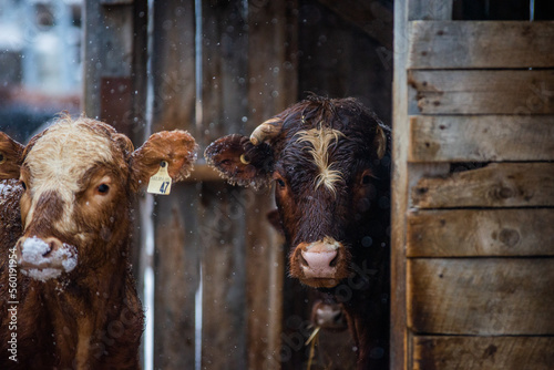 Cute red angus heifer cow outside in winter weather under a shelter with other cows