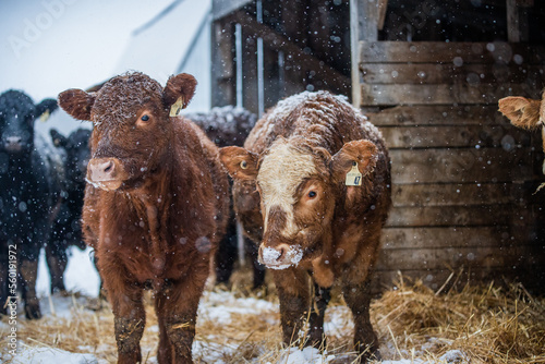 Cute red angus heifer cow outside in winter weather with other cows