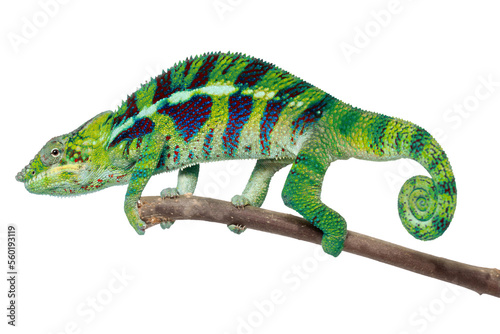 Canvas Print Chammeleon