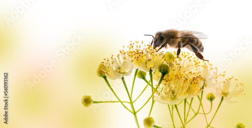 Linden flowers with honey bee isolated on a white background © Vera Kuttelvaserova