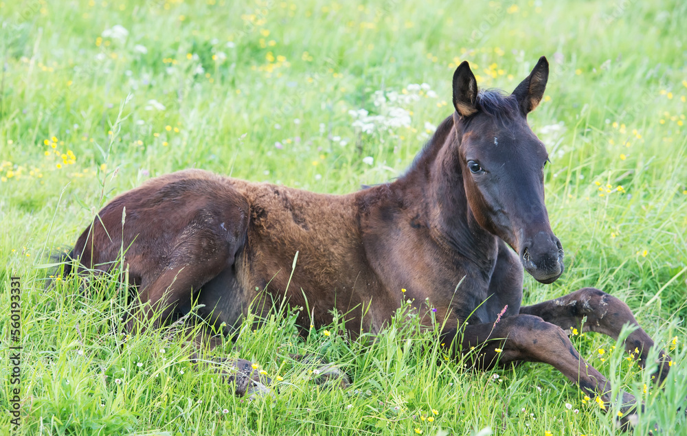 lying foal in the meadow. cloudy day lying foal in the meadow. cloudy day