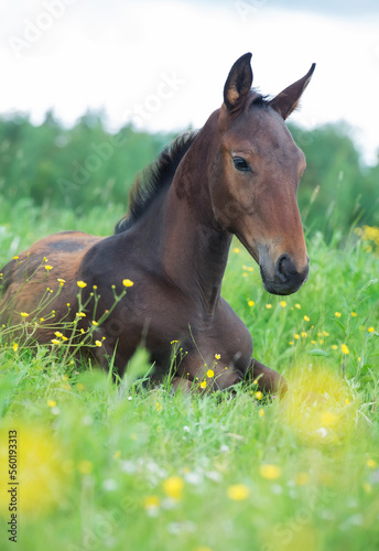 lying  foal  in the meadow. cloudy day
