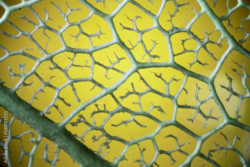 veins from plant leaf under microscope - 100x photo