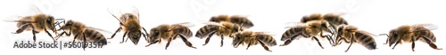 worker bees isolated on a white background