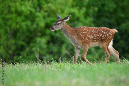 Fototapeta Naklejka Na Ścianę i Meble -  Deer fawn on pasture grazing  on green meadow grass